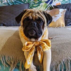 Meet your Posher, Graylyn